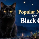 popular names for black cats